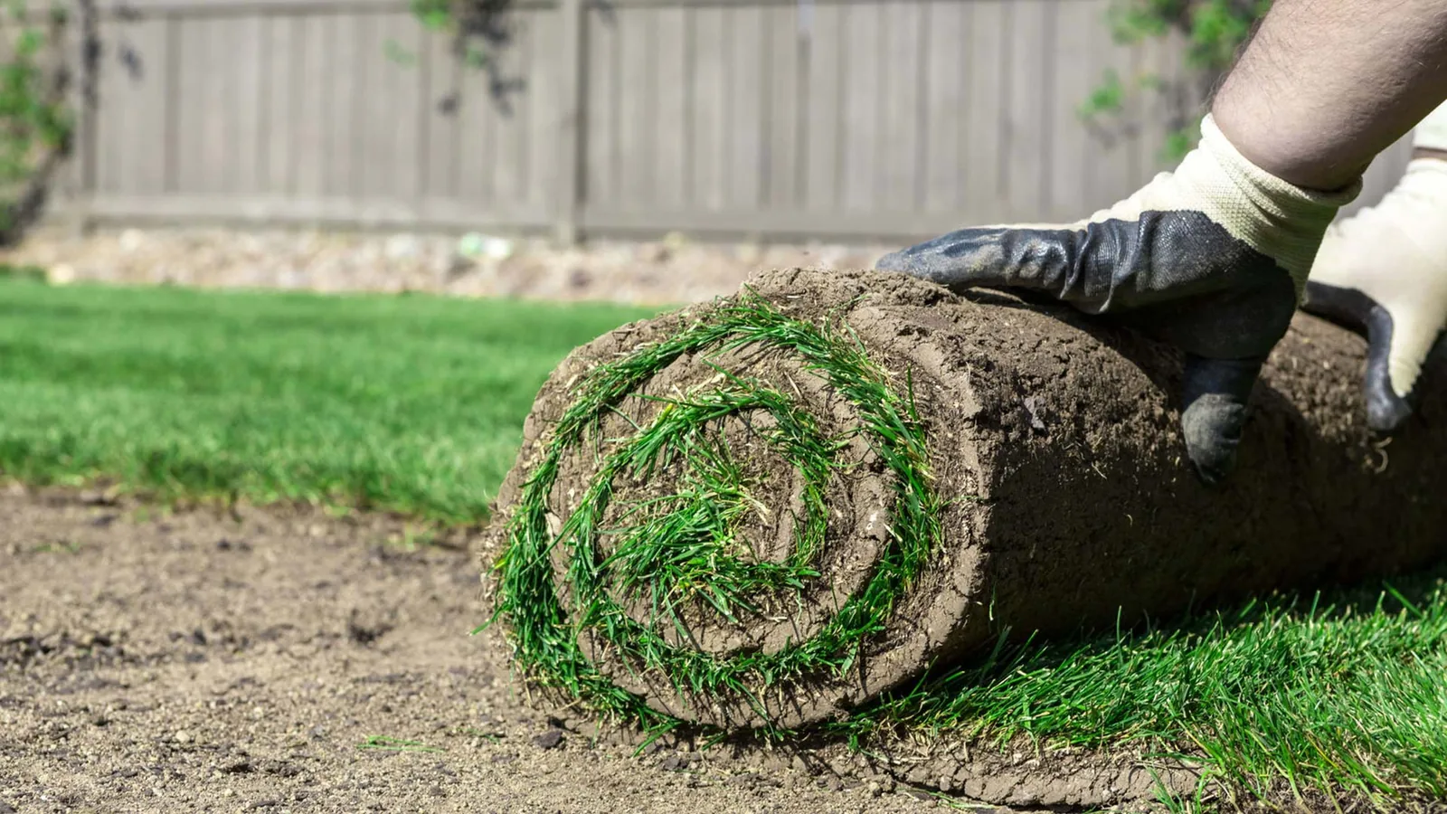 Gloved hands unrolling a roll of sod onto prepared soil along a wood fence